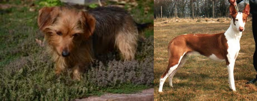 Podenco Canario vs Dorkie - Breed Comparison