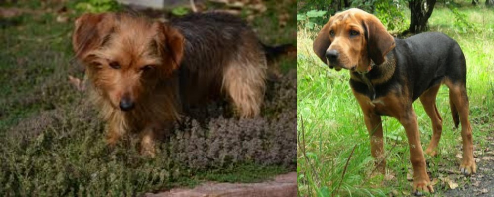Polish Hound vs Dorkie - Breed Comparison