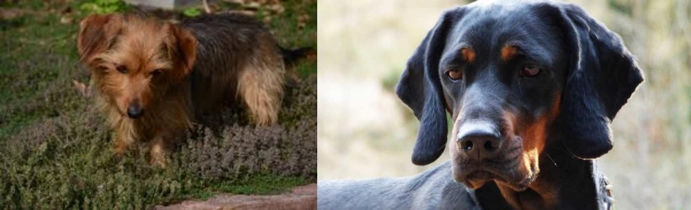 Polish Hunting Dog vs Dorkie - Breed Comparison