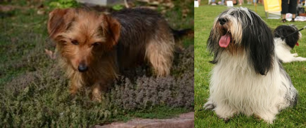 Polish Lowland Sheepdog vs Dorkie - Breed Comparison