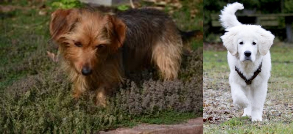 Polish Tatra Sheepdog vs Dorkie - Breed Comparison