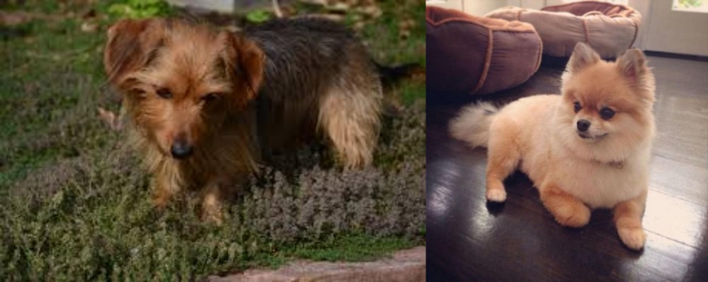 Pomeranian vs Dorkie - Breed Comparison