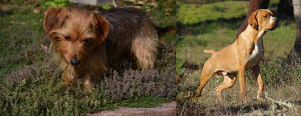 Portuguese Pointer vs Dorkie - Breed Comparison