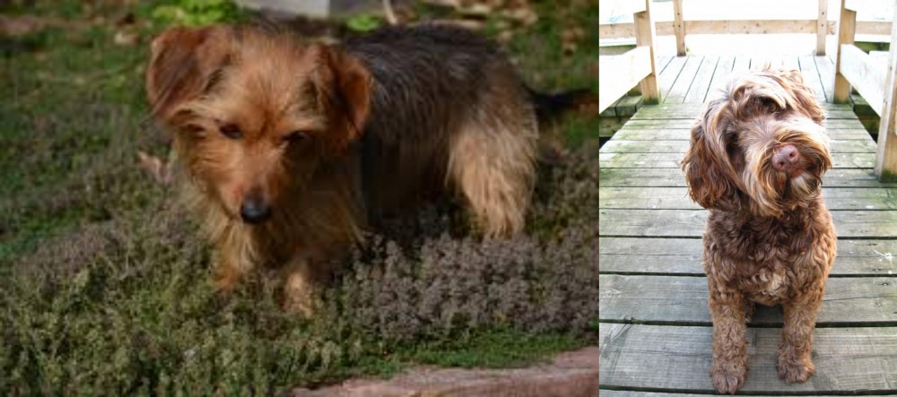 Portuguese Water Dog vs Dorkie - Breed Comparison
