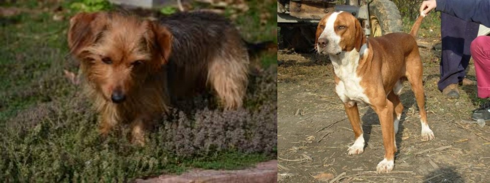 Posavac Hound vs Dorkie - Breed Comparison