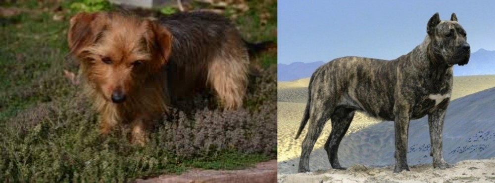 Presa Canario vs Dorkie - Breed Comparison