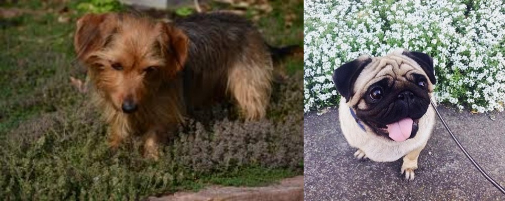 Pug vs Dorkie - Breed Comparison