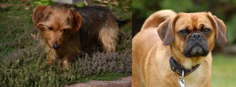 Pugalier vs Dorkie - Breed Comparison