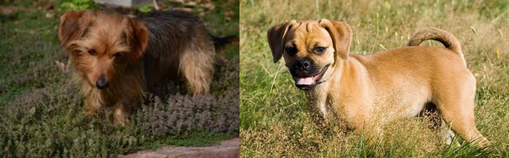Puggle vs Dorkie - Breed Comparison