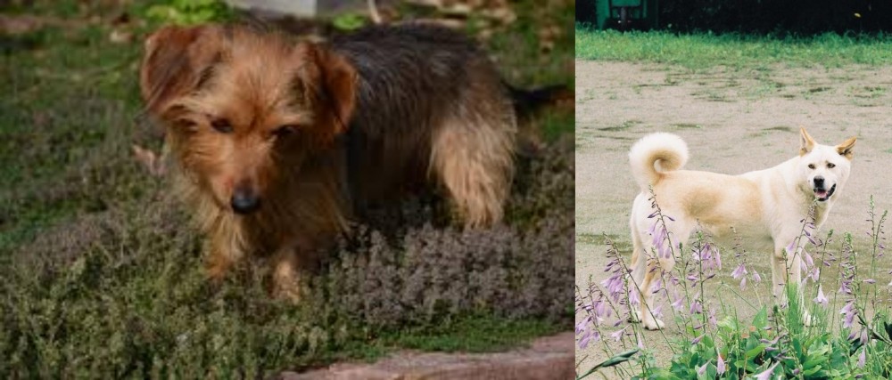Pungsan Dog vs Dorkie - Breed Comparison