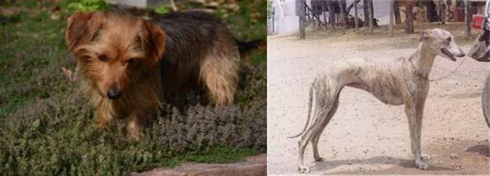 Rampur Greyhound vs Dorkie - Breed Comparison