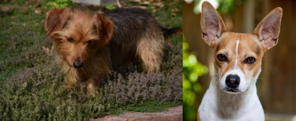 Rat Terrier vs Dorkie - Breed Comparison