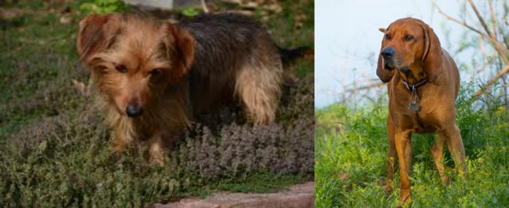 Redbone Coonhound vs Dorkie - Breed Comparison