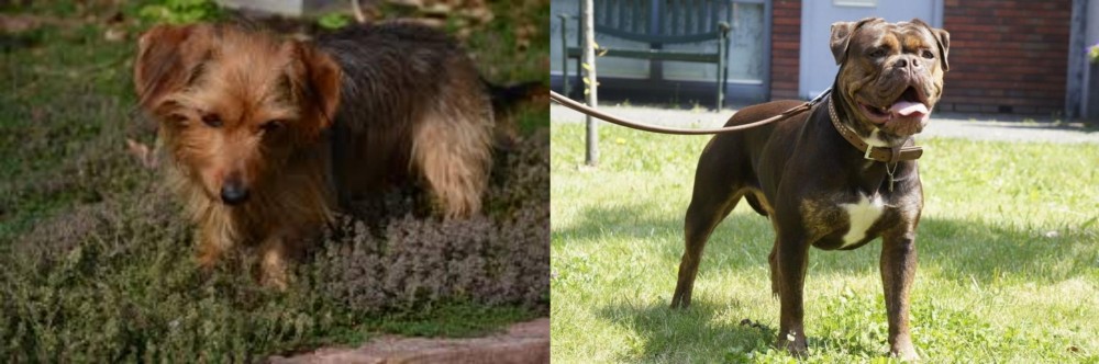 Renascence Bulldogge vs Dorkie - Breed Comparison