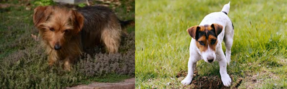 Russell Terrier vs Dorkie - Breed Comparison