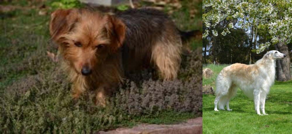 Russian Hound vs Dorkie - Breed Comparison