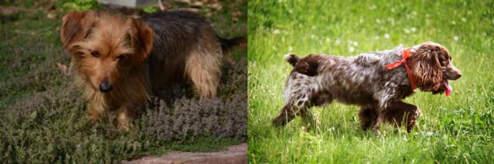 Russian Spaniel vs Dorkie - Breed Comparison