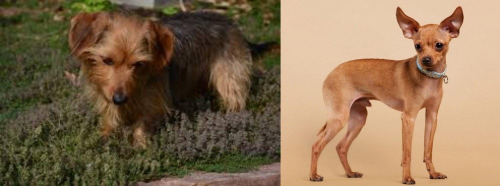Russian Toy Terrier vs Dorkie - Breed Comparison