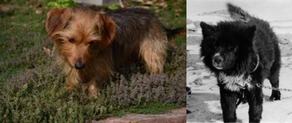 Sakhalin Husky vs Dorkie - Breed Comparison