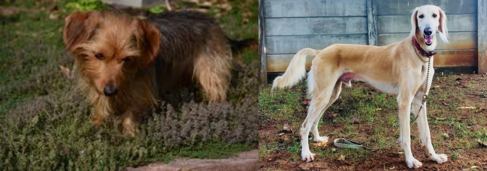Saluki vs Dorkie - Breed Comparison