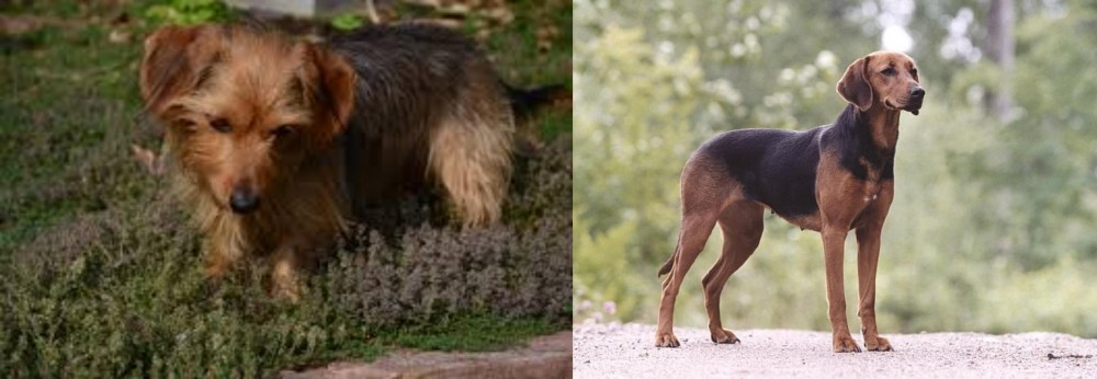 Schillerstovare vs Dorkie - Breed Comparison