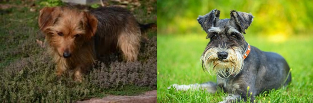 Schnauzer vs Dorkie - Breed Comparison