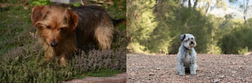 Schnoodle vs Dorkie - Breed Comparison