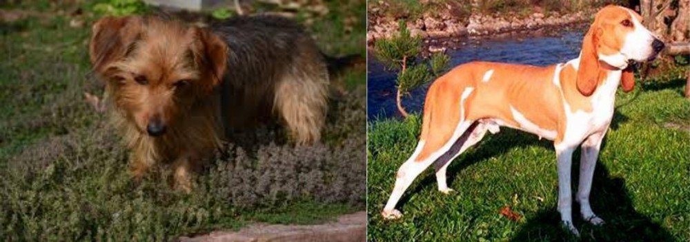 Schweizer Laufhund vs Dorkie - Breed Comparison