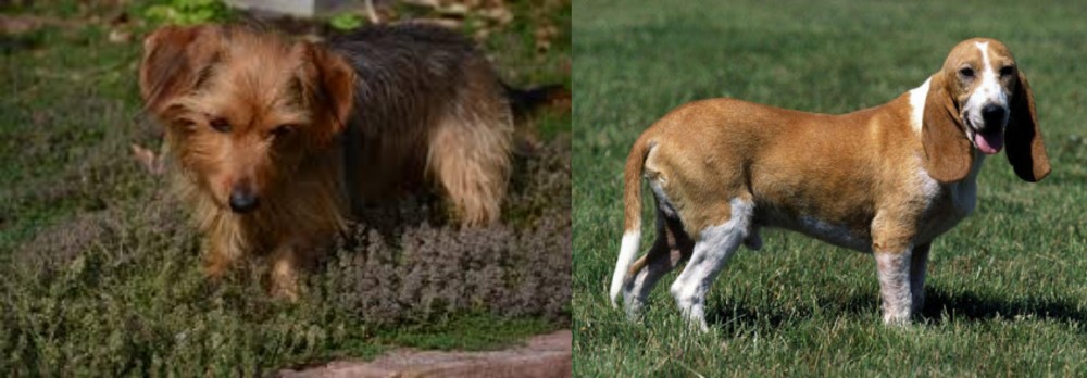 Schweizer Niederlaufhund vs Dorkie - Breed Comparison