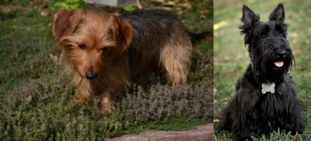 Scoland Terrier vs Dorkie - Breed Comparison