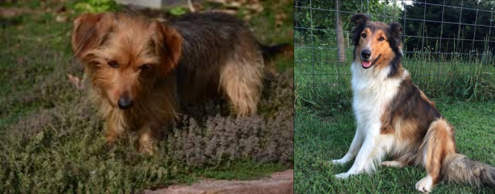 Scotch Collie vs Dorkie - Breed Comparison