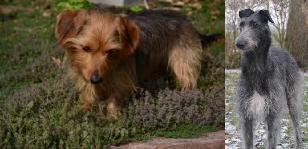 Scottish Deerhound vs Dorkie - Breed Comparison