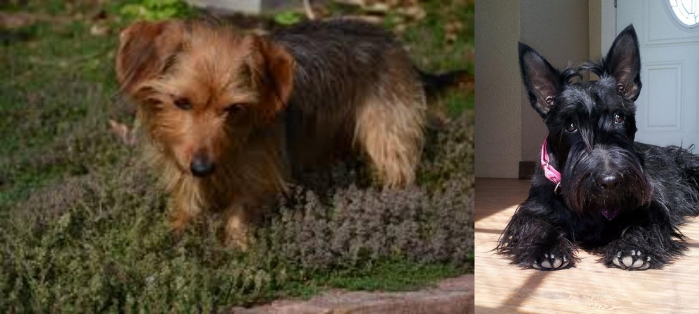 Scottish Terrier vs Dorkie - Breed Comparison