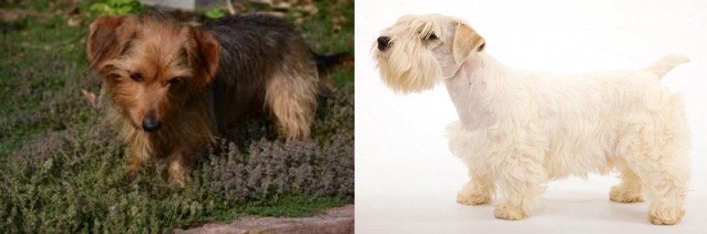 Sealyham Terrier vs Dorkie - Breed Comparison