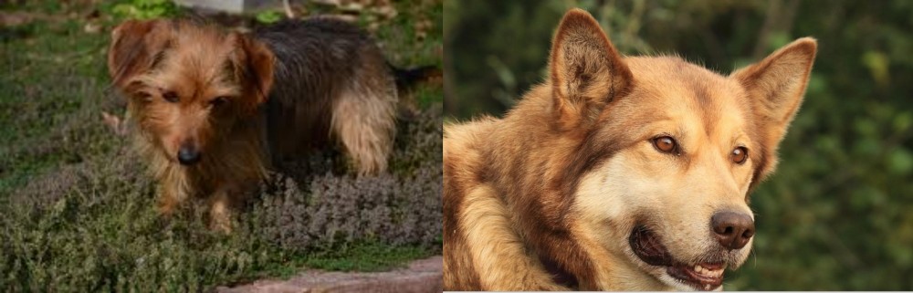 Seppala Siberian Sleddog vs Dorkie - Breed Comparison