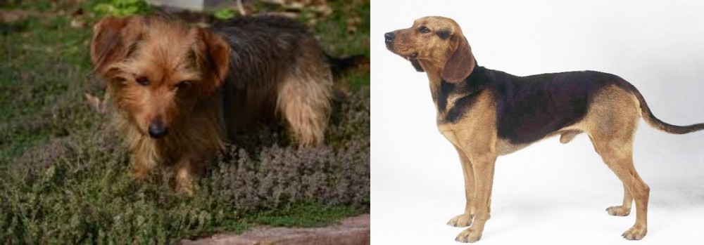 Serbian Hound vs Dorkie - Breed Comparison