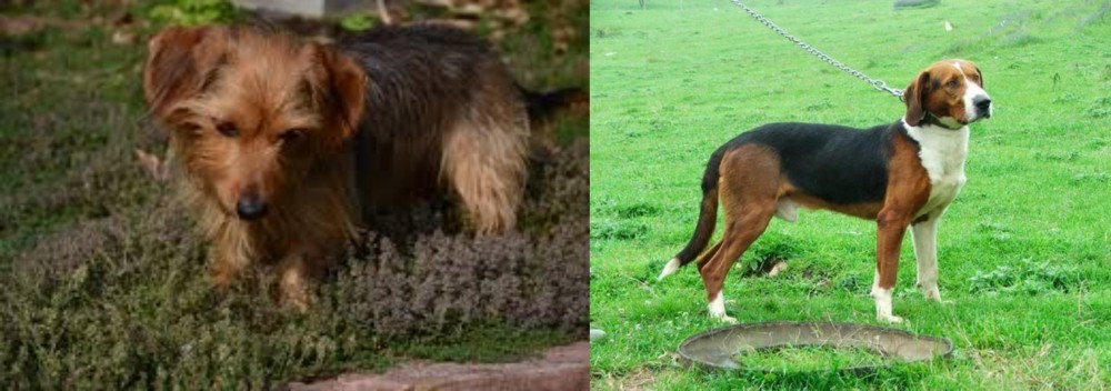 Serbian Tricolour Hound vs Dorkie - Breed Comparison