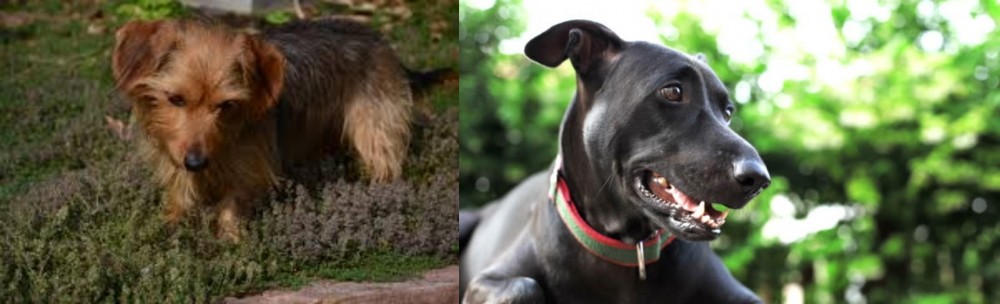 Shepard Labrador vs Dorkie - Breed Comparison