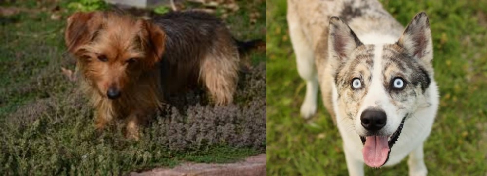 Shepherd Husky vs Dorkie - Breed Comparison
