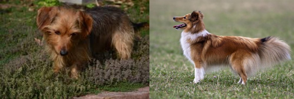 Shetland Sheepdog vs Dorkie - Breed Comparison