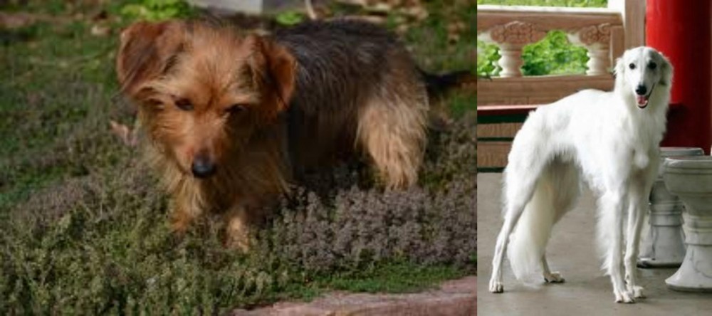 Silken Windhound vs Dorkie - Breed Comparison