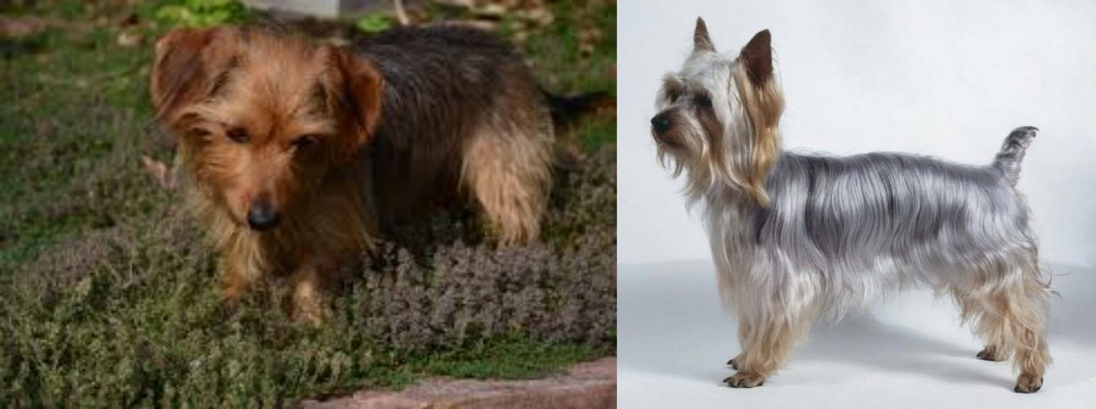 Silky Terrier vs Dorkie - Breed Comparison