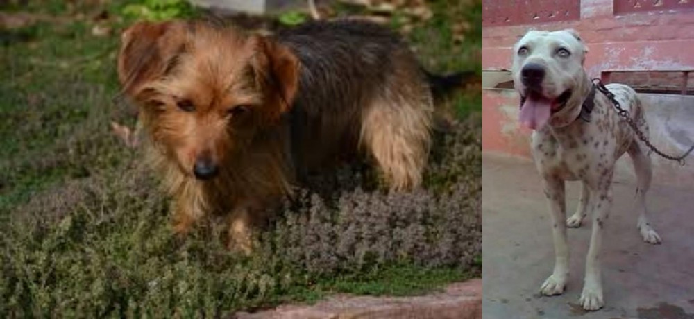 Sindh Mastiff vs Dorkie - Breed Comparison