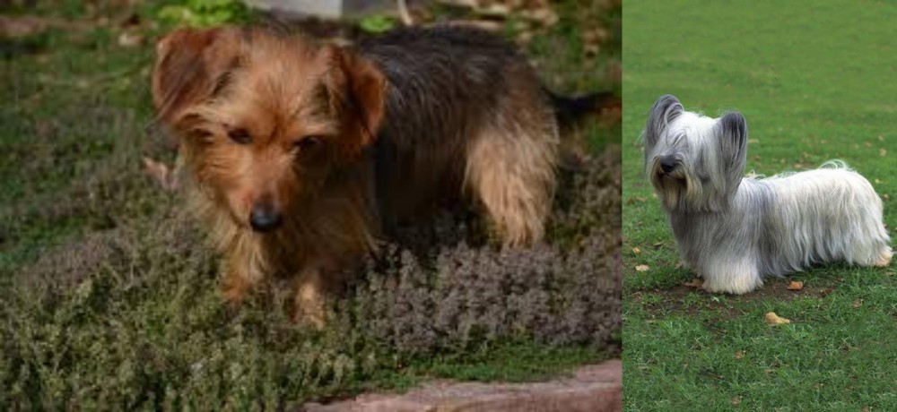 Skye Terrier vs Dorkie - Breed Comparison