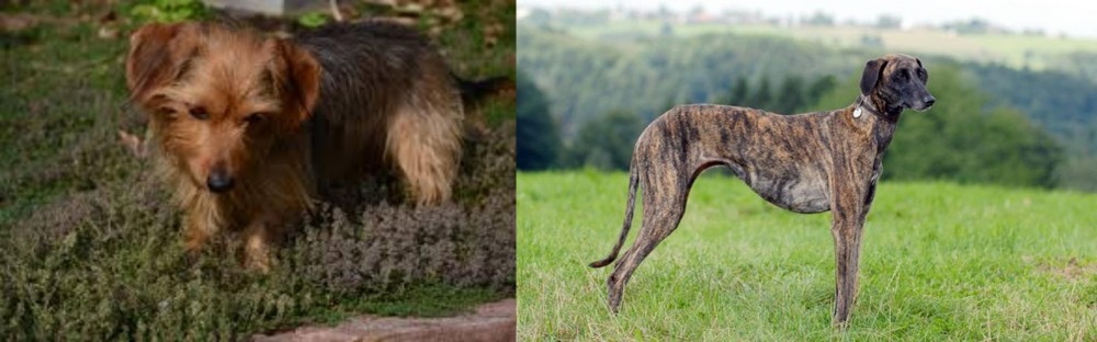 Sloughi vs Dorkie - Breed Comparison