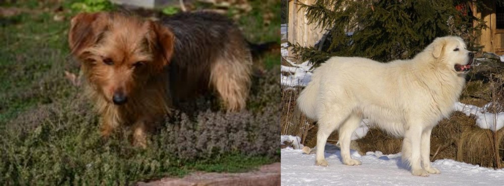 Slovak Cuvac vs Dorkie - Breed Comparison