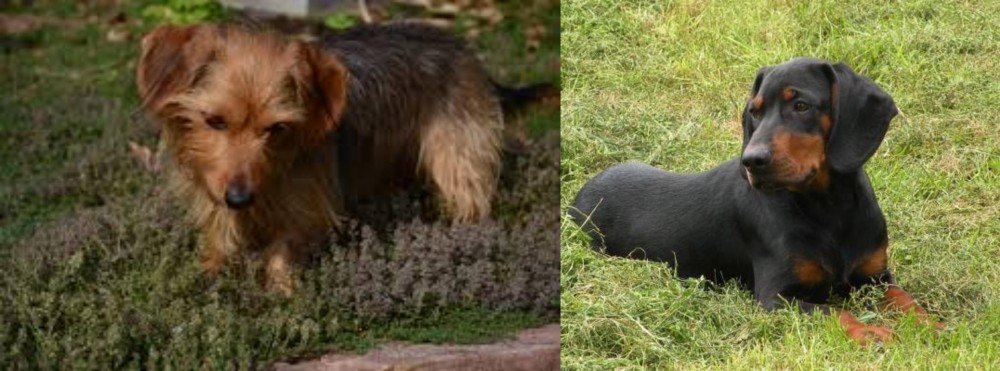 Slovakian Hound vs Dorkie - Breed Comparison