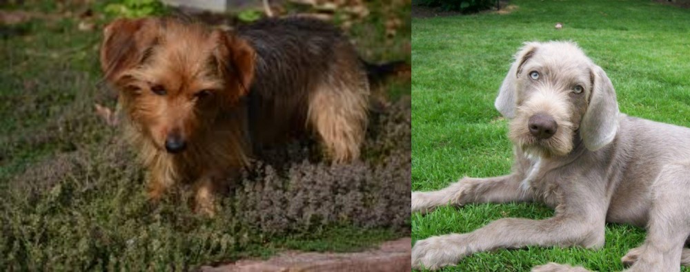 Slovakian Rough Haired Pointer vs Dorkie - Breed Comparison