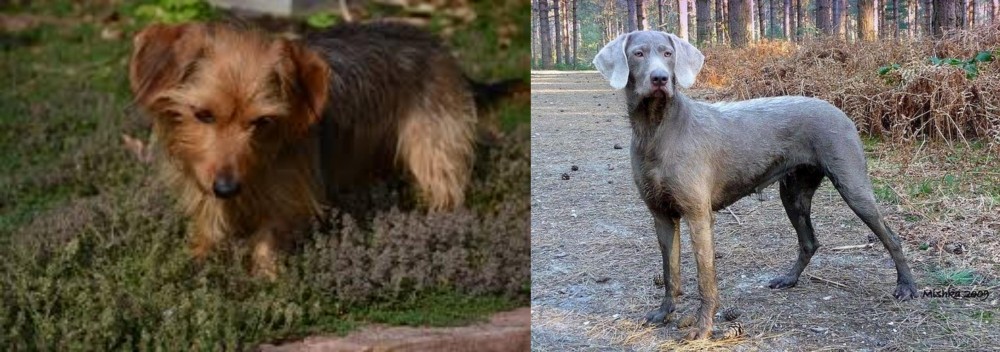 Slovensky Hrubosrsty Stavac vs Dorkie - Breed Comparison
