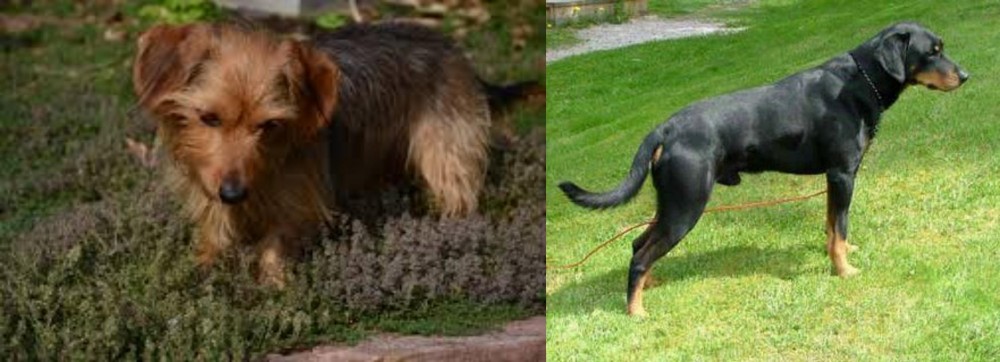 Smalandsstovare vs Dorkie - Breed Comparison